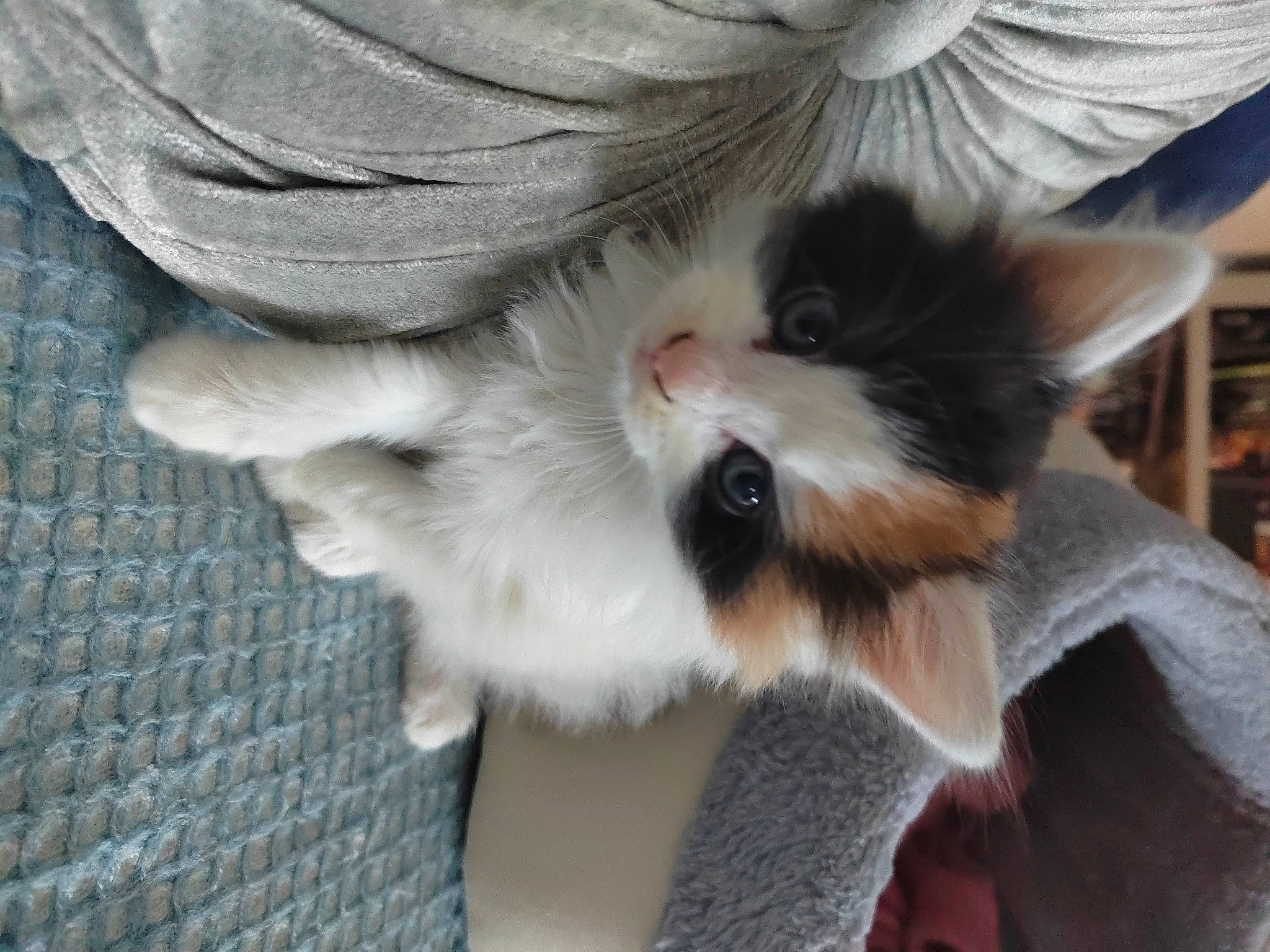 Phoebe joined the competition — help win amazing prizes! canidae, carnivore, cat, claw, companion_dog, dog_breed, domestic_short_haired_cat, fawn, felidae, foot, fur, gesture, paw, small_to_medium_sized_cats, snout, tail, whiskers