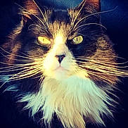 Katy is registered to the contest to win money with this photo: cat, tuxedo_cat, long_hair, fluffy, whiskers, green_eyes, yellow_eyes, animal, pet, portrait, close_up, front_view, face, fur, black_fur, white_fur, alert, staring, indoor, dramatic_lighting