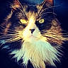 cat, tuxedo_cat, long_hair, fluffy, whiskers, green_eyes, yellow_eyes, animal, pet, portrait, close_up, front_view, face, fur, black_fur, white_fur, alert, staring, indoor, dramatic_lighting