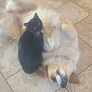 Lucky is registered to the contest to win money with this photo: dog, cat, floor, tile, pet, indoor, black_cat, fluffy_dog, playful, relaxed, animal, companion, home, decor, lantern, vintage, cozy, fur, cute, friendship