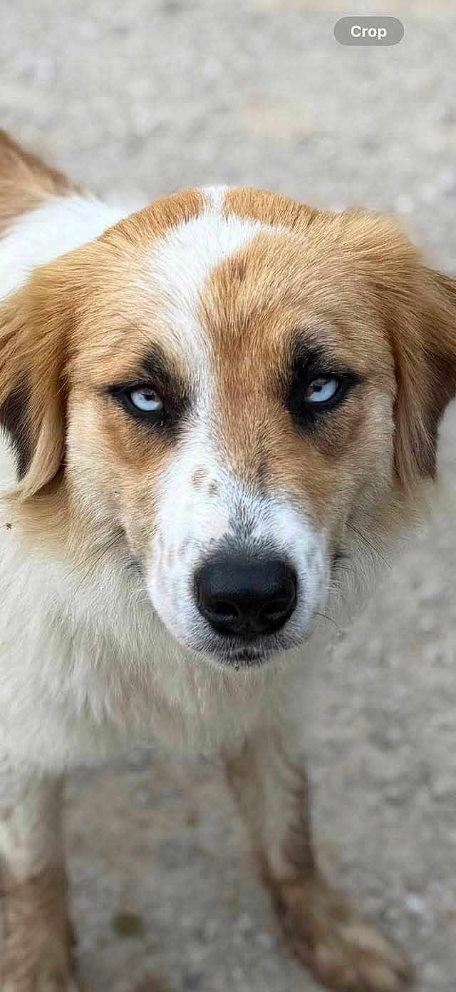 Lucky joined the competition — help win amazing prizes! dog, close_up, blue_eyes, fur, animal, pet, outdoor, portrait, canine, brown_and_white, face, nose, ears, looking, expression, standing, muzzle, whiskers, nature, intense_gaze