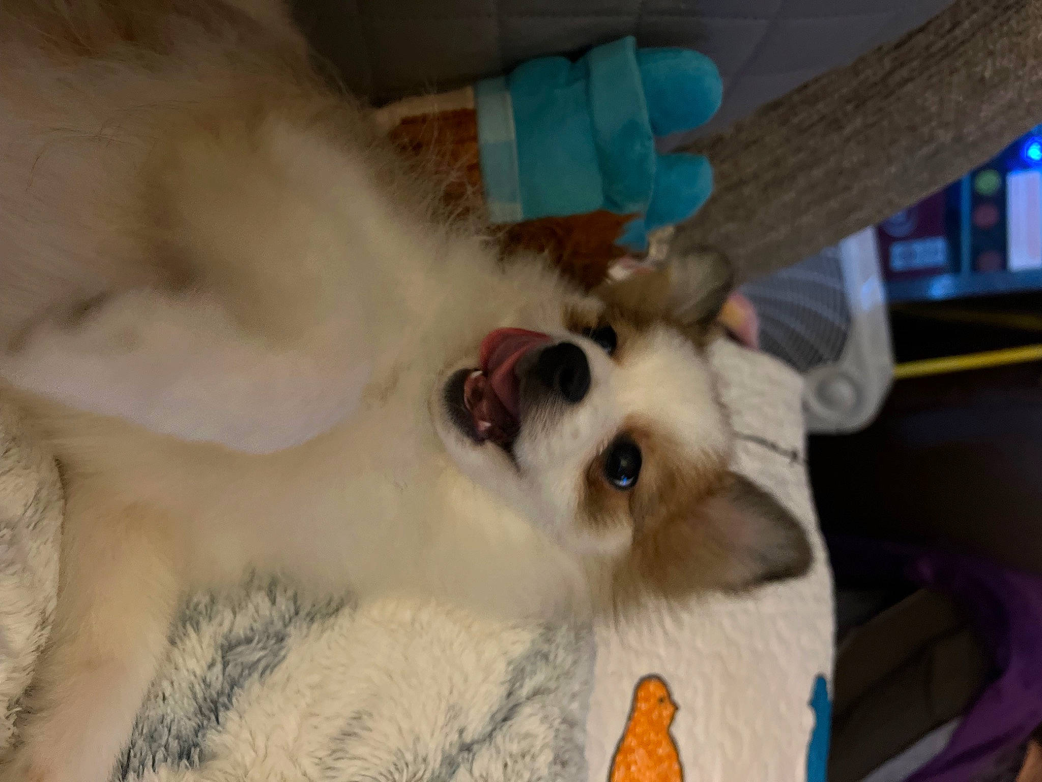 Briggs joined the competition — help win amazing prizes! balinese, canidae, carnivore, cat, claw, comfort, companion_dog, dog_breed, fawn, felidae, fur, nap, paw, small_to_medium_sized_cats, snout, sporting_group, tail, thai, whiskers, wood