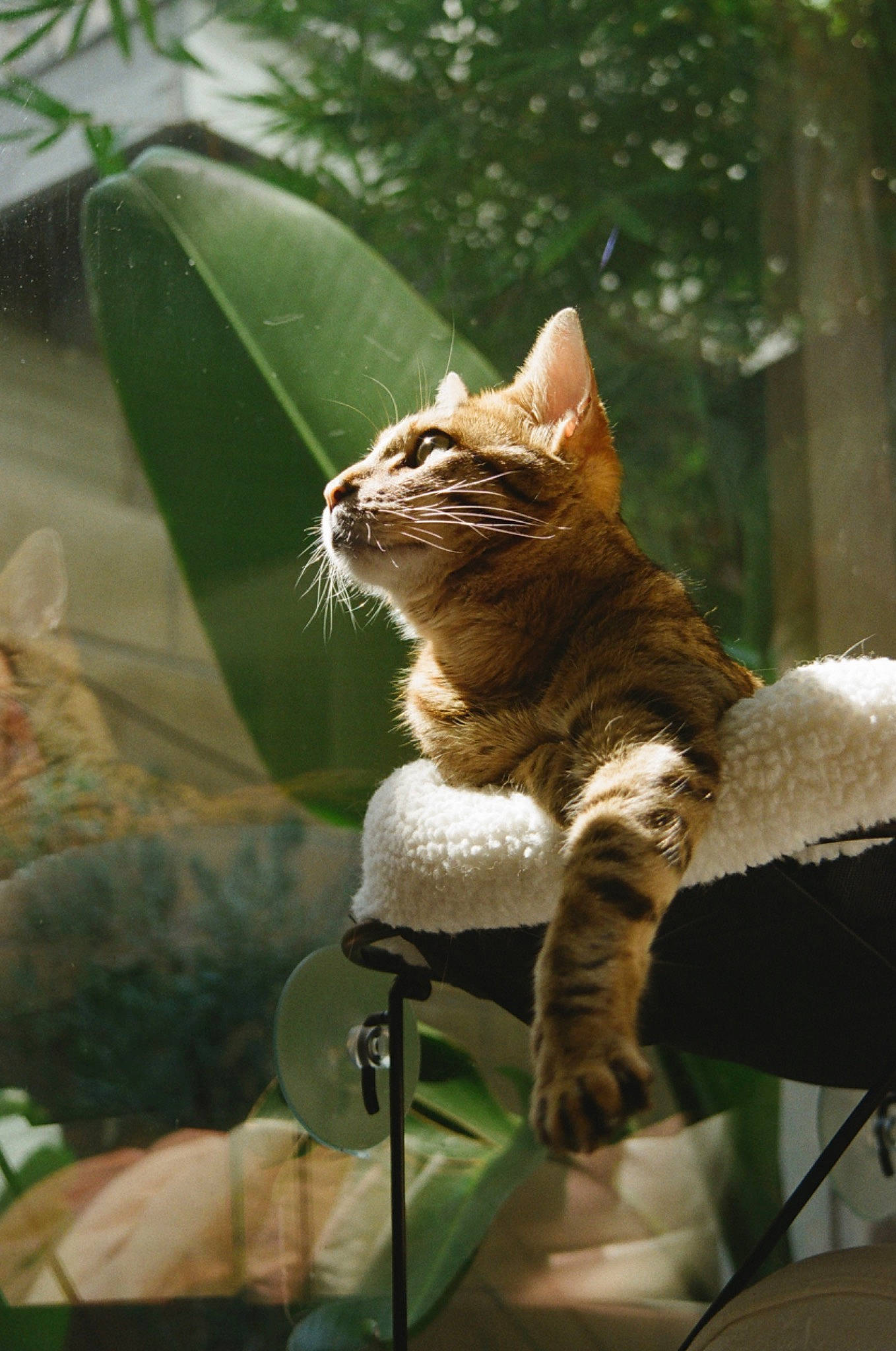 Bowie joined the competition — help win amazing prizes! carnivore, cat, comfort, domestic_short_haired_cat, fawn, felidae, fur, grass, organism, plant, sitting, small_to_medium_sized_cats, snout, tail, terrestrial_animal, tree, whiskers, wildlife, window, wood