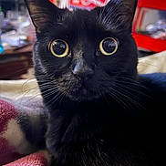 Riley is registered to the contest to win money with this photo: black_cat, cat, pet, animal, feline, portrait, close_up, wide_eyes, yellow_eyes, whiskers, ears, fur, black_fur, alert, curious, indoor, blanket, cozy, background_blur, photography