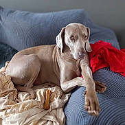 Lena participe au concours pour gagner de l'argent avec cette photo : dog, couch, blanket, bone, red_blanket, blue_couch, pet, indoor, relaxed, canine, fur, paw, animal, resting, comfort, furniture, cozy, home, laying, domestic_animal
