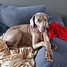 dog, couch, blanket, bone, red_blanket, blue_couch, pet, indoor, relaxed, canine, fur, paw, animal, resting, comfort, furniture, cozy, home, laying, domestic_animal