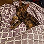 Pocket joined the competition — help win amazing prizes! cat, tabby_cat, bed, blanket, patterned_blanket, indoor, relaxed, feline, pet, animal, fur, striped, comfortable, resting, cozy, domestic, lying_down, purple, white, room