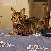 Pocket joined the competition — help win amazing prizes! cat, tabby, indoor, bedspread, floral_pattern, feline, pet, relaxed, domestic, animal, fur, whiskers, ears, eyes, bedroom, calendar, door, wallet, furniture, home