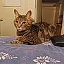 cat, tabby, indoor, bedspread, floral_pattern, feline, pet, relaxed, domestic, animal, fur, whiskers, ears, eyes, bedroom, calendar, door, wallet, furniture, home