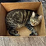 Pocket joined the competition — help win amazing prizes! cat, tabby, cardboard_box, floor, wooden_floor, pet, animal, indoor, relaxed, curious, feline, striped, ears, whiskers, paws, looking, resting, cozy, home, furniture