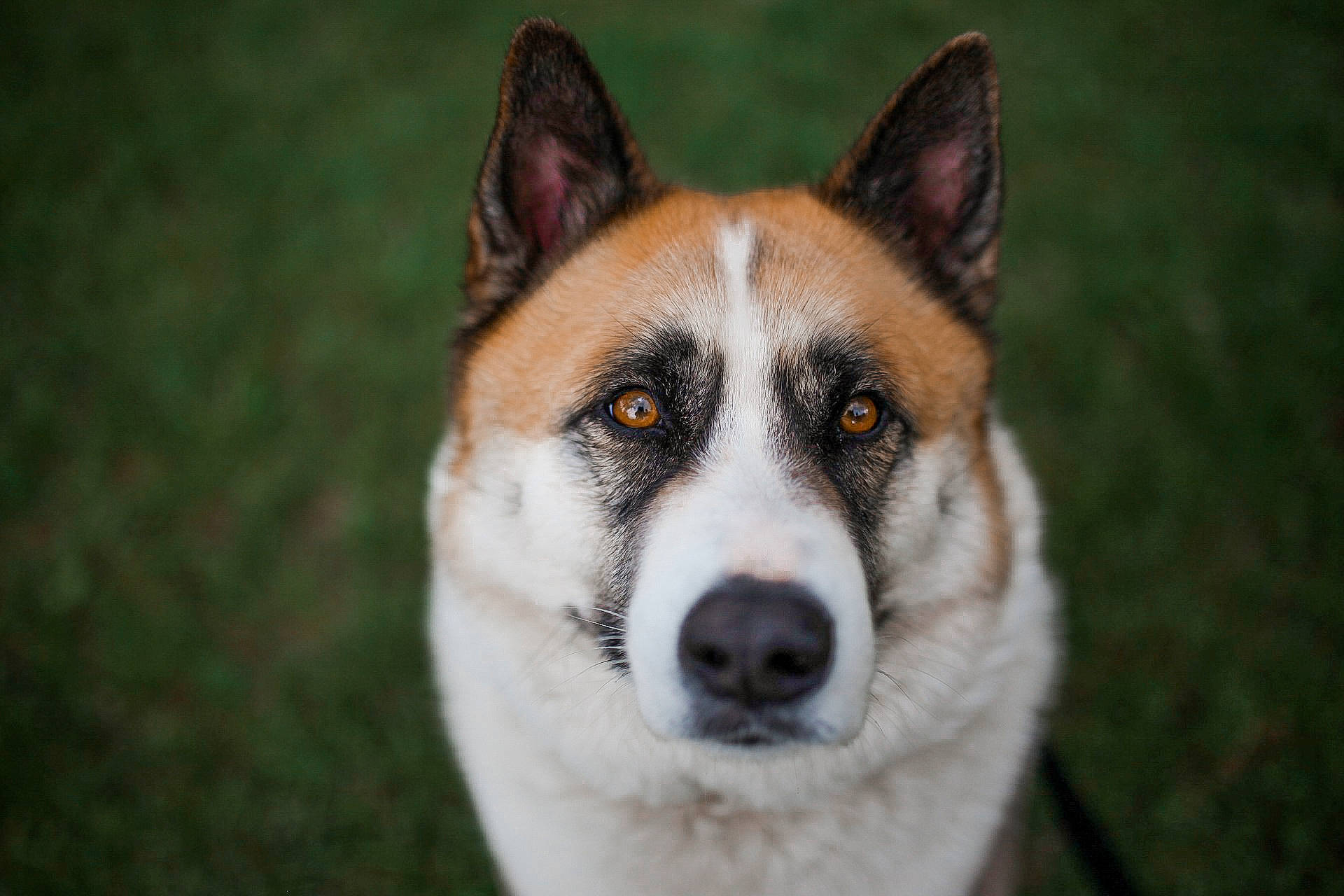 Axel joined the competition — help win amazing prizes! canidae, carnivore, collar, companion_dog, dog, dog_breed, fawn, fur, grass, plant, snout, sporting_group, tail, terrestrial_animal, tree, whiskers, wildlife, window, working_animal, working_dog