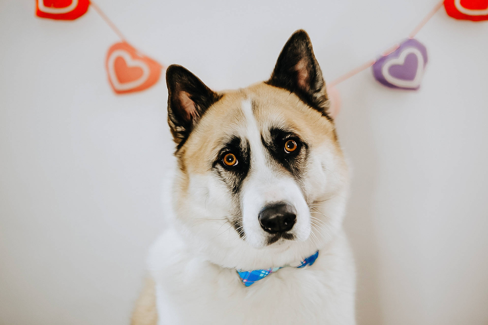 Axel is registered to the contest to win money with this photo: canidae, canis, carnivore, collar, companion_dog, dog, dog_breed, fawn, font, fur, logo, siberian_husky, sled_dog, snout, snow, sporting_group, terrestrial_animal, whiskers, winter, working_animal