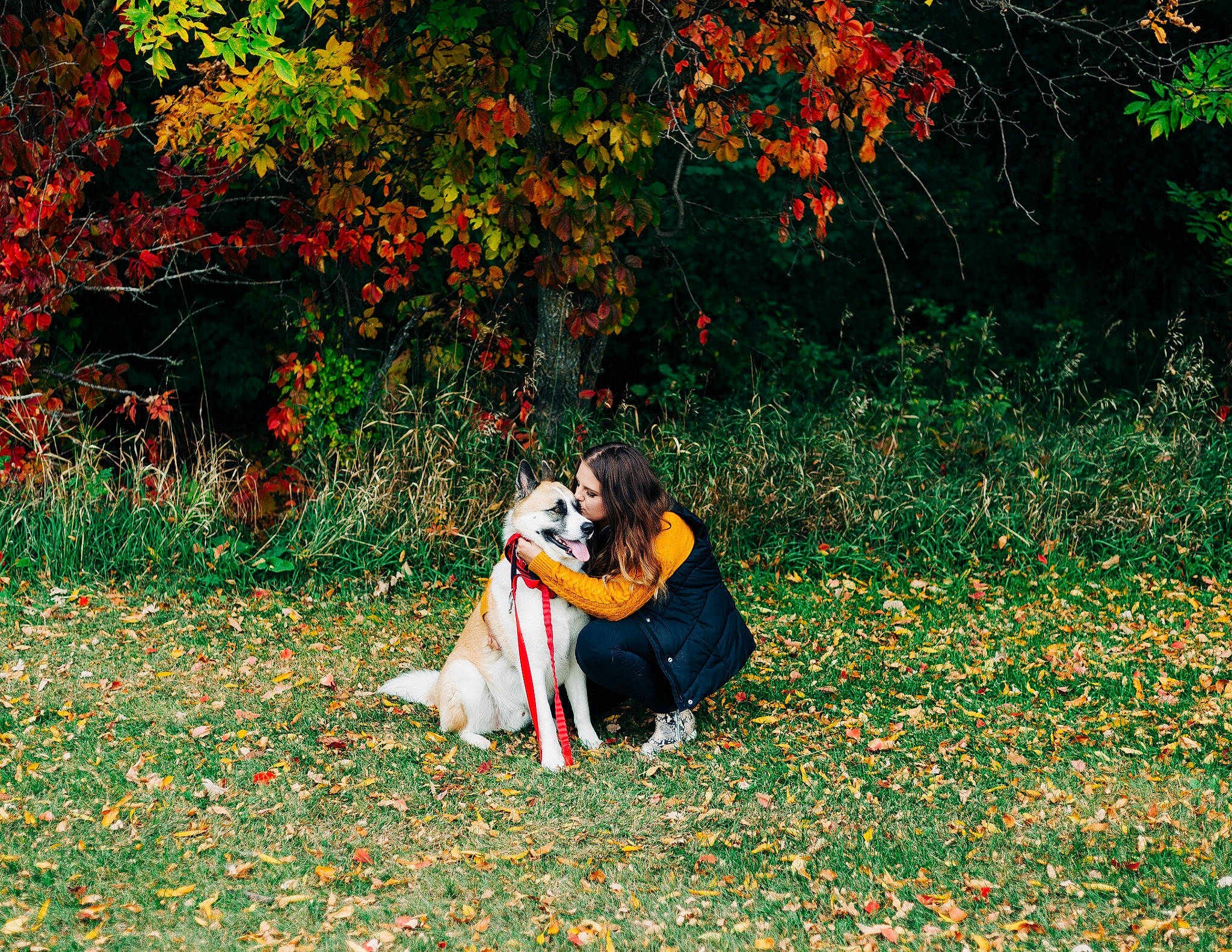 Axel is registered to the contest to win money with this photo: art, botany, branch, carnivore, deciduous, dog, fawn, flower, grass, green, happy, landscape, leaf, natural_landscape, people_in_nature, petal, plant, tints_and_shades, tree, woody_plant