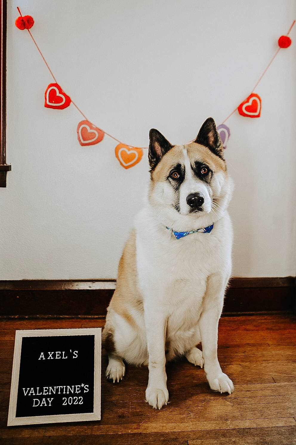 Axel is registered to the contest to win money with this photo: ancient_dog_breeds, art, canidae, carnivore, collar, companion_dog, dog, dog_breed, fawn, font, fur, non_sporting_group, photo_caption, picture_frame, rectangle, snout, sporting_group, tail, terrestrial_animal, working_animal