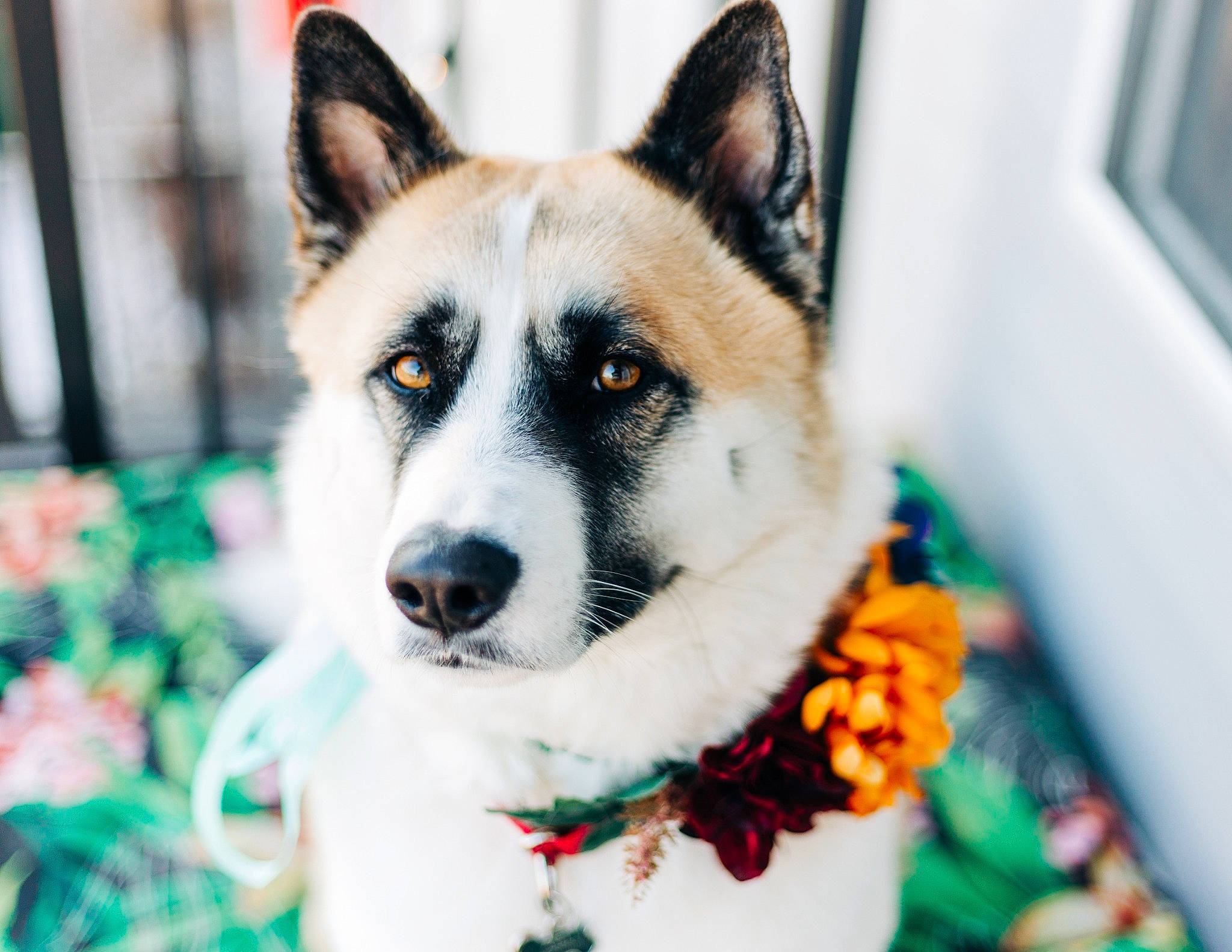 Axel joined the competition — help win amazing prizes! art, beard, canidae, carnivore, close_up, collar, companion_dog, dog, dog_breed, fawn, fur, picture_frame, plant, snout, terrestrial_animal, tree, whiskers, wildlife, window, working_dog