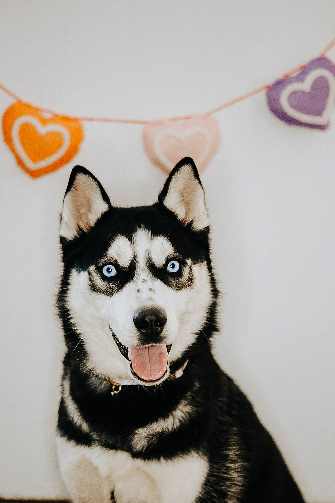 Chi Chi is registered to the contest to win money with this photo: ancient_dog_breeds, art, canidae, canis, carnivore, companion_dog, dog, dog_breed, font, fur, illustration, logo, picture_frame, siberian_husky, sled_dog, sporting_group, whiskers, white, wolf, working_dog