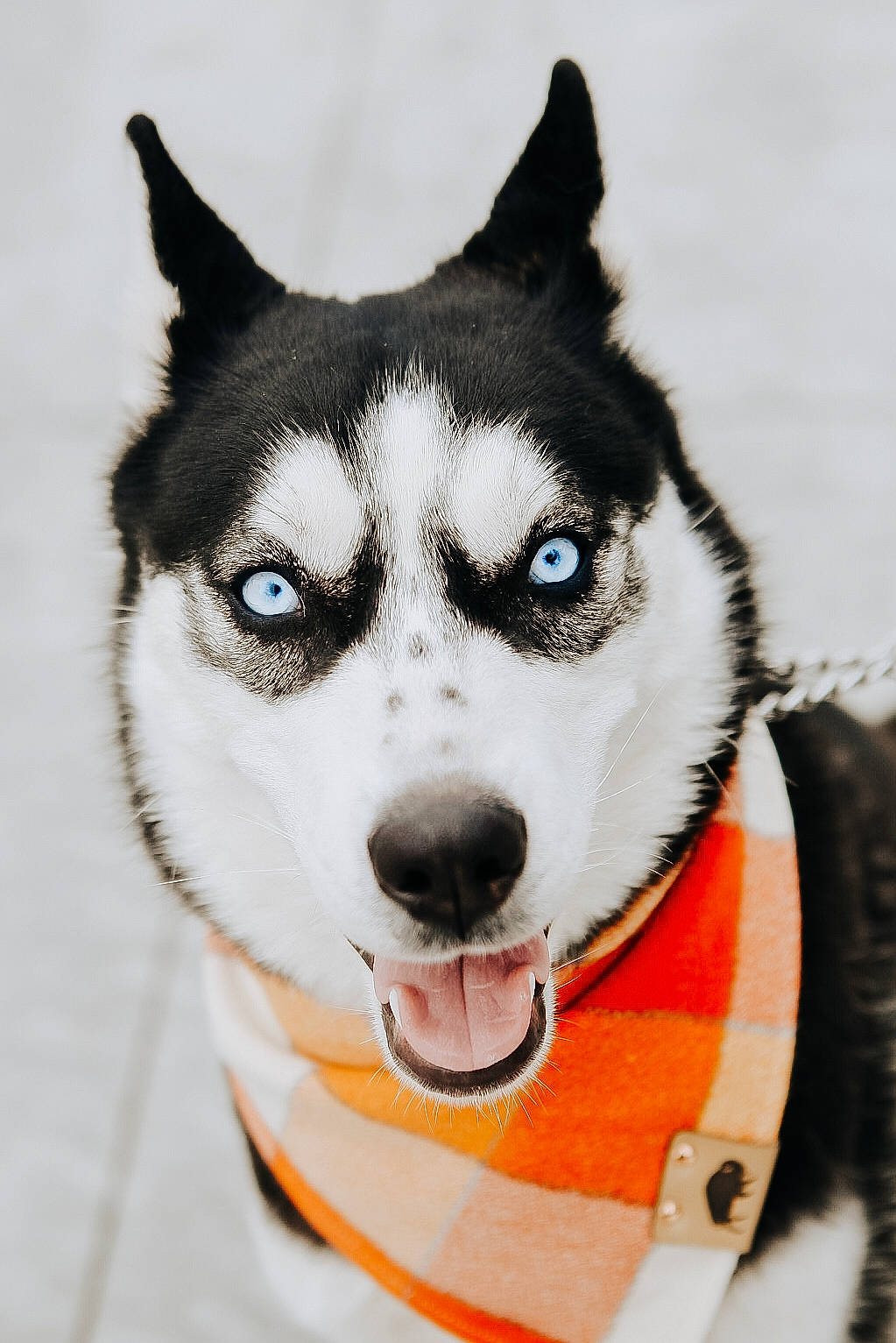 Chi Chi is registered to the contest to win money with this photo: art, canidae, canis, carnivore, collar, companion_dog, dog, dog_breed, fashion_accessory, fur, jaw, recreation, siberian_husky, sled_dog, snout, sporting_group, terrestrial_animal, whiskers, winter, wolf