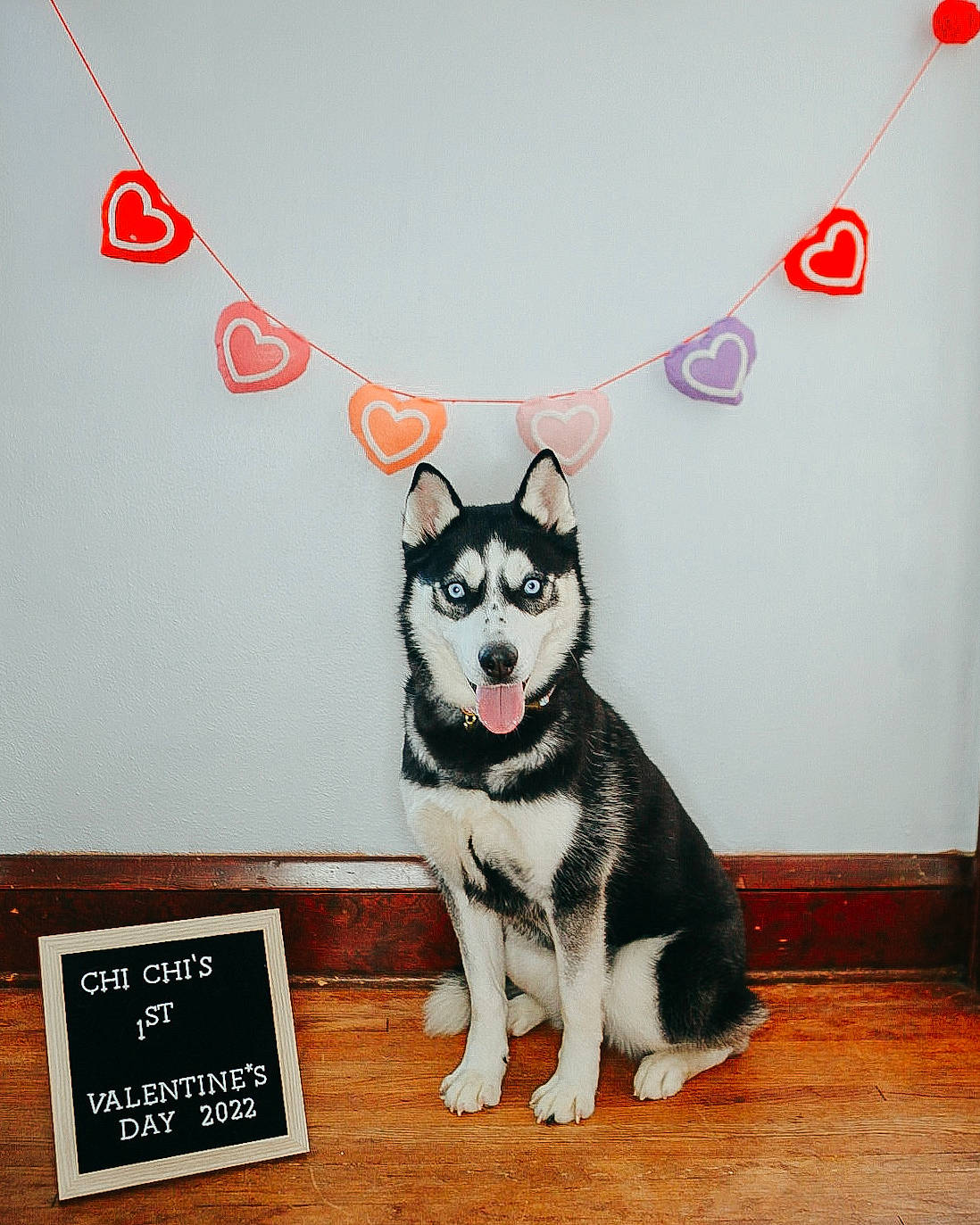 Chi Chi joined the competition — help win amazing prizes! art, canidae, carnivore, companion_dog, dog, dog_breed, dog_supply, fictional_character, font, logo, pattern, paw, photo_caption, picture_frame, rectangle, sled_dog, snout, sporting_group, tail, wood