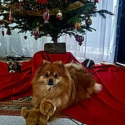 Loulou a rejoint le concours — aidez-le/la à gagner de superbes lots ! dog, christmas_tree, holiday_decorations, red_fabric, plush_toy, indoor, festive, ornaments, pine_tree, carpet, window, curtain, tile_floor, brown_dog, toy, animal, pet, fur, holiday, decor