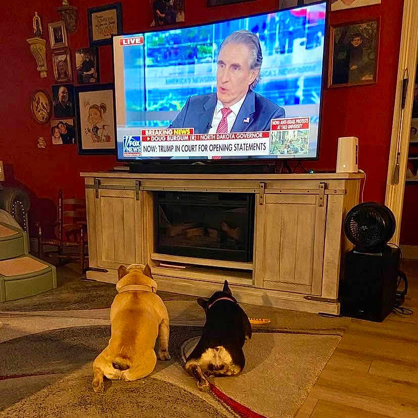 Ziggy And Zoey joined the competition — help win amazing prizes! adult, animal, canine, clothing, computerhardware, dog, electronics, entertainmentcenter, face, formalwear, hardware, head, male, man, monitor, person, pet, screen, suit, tv