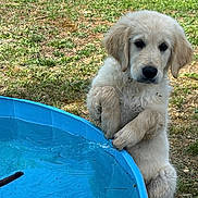 Buba a rejoint le concours — aidez-le/la à gagner de superbes lots ! animal, backyard, blue, canine, curious, cute, dog, fur, golden_retriever, grass, kiddie_pool, mammal, nature, outdoor, pet, playful, puppy, summer, water, young_animal