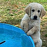 animal, backyard, blue, canine, curious, cute, dog, fur, golden_retriever, grass, kiddie_pool, mammal, nature, outdoor, pet, playful, puppy, summer, water, young_animal