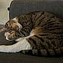 cat, tabby_cat, sleeping, couch, indoor, pet, feline, cozy, fur, whiskers, paw, tail, striped, resting, domestic_animal, relaxation, home, comfort, animal, mammal