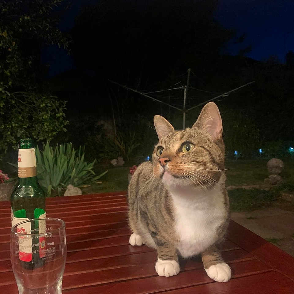 Jasper is registered to the contest to win money with this photo: animal, backyard, beer_bottle, cat, curious, dark_sky, fur, furniture, garden, glass, green_bottle, night, outdoor, paws, pet, plants, tabby_cat, table, whiskers, wooden_table