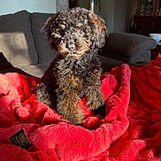 Maverick joined the competition — help win amazing prizes! puppy, dog, curly_fur, red_blanket, plush_blanket, sunlight, indoor, living_room, couch, furniture, pet, animal, cute, sitting, brown_fur, black_fur, home, cozy, warm_light, adorable