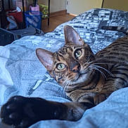 Bango participe au concours pour gagner de l'argent avec cette photo : bed, blanket, cat, curious, domestic_animal, ears, feline, floor, fur, green_eyes, household_items, indoor, paw, pet, relaxing, room, shelf, stretching, tabby, whiskers