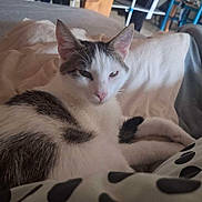 Azgard a rejoint le concours — aidez-le/la à gagner de superbes lots ! animal, bed, black, blanket, cat, cozy, domestic, ears, face, furniture, gray, home, indoor, laundry, pet, polka_dot, relaxed, resting, sleepy, white