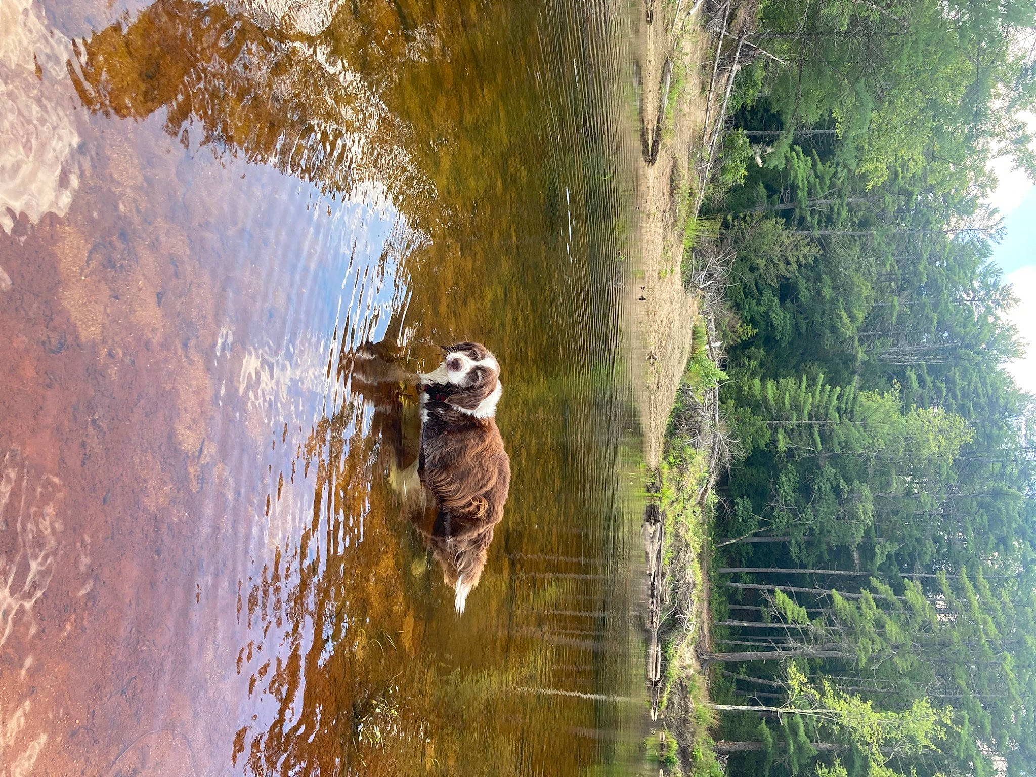 Max joined the competition — help win amazing prizes! _geese_and_swans, adventure, beak, carnivore, ducks, fawn, forest, grass, lake, landscape, plant, recreation, terrestrial_animal, tree, trunk, water, watercourse, waterfowl, wetland, wood