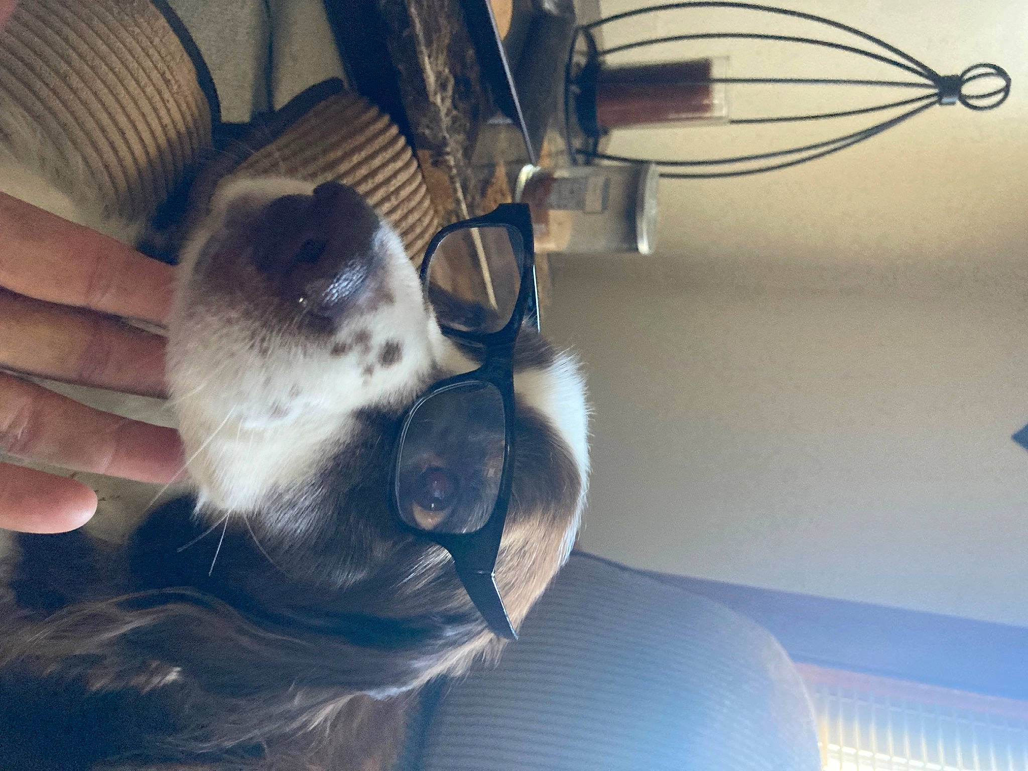 Max joined the competition — help win amazing prizes! audio_equipment, cable, carnivore, cloud, comfort, companion_dog, dog, electric_blue, electrical_wiring, eyewear, felidae, ferret, fur, nail, paw, small_to_medium_sized_cats, tail, toy_dog, whiskers, wire
