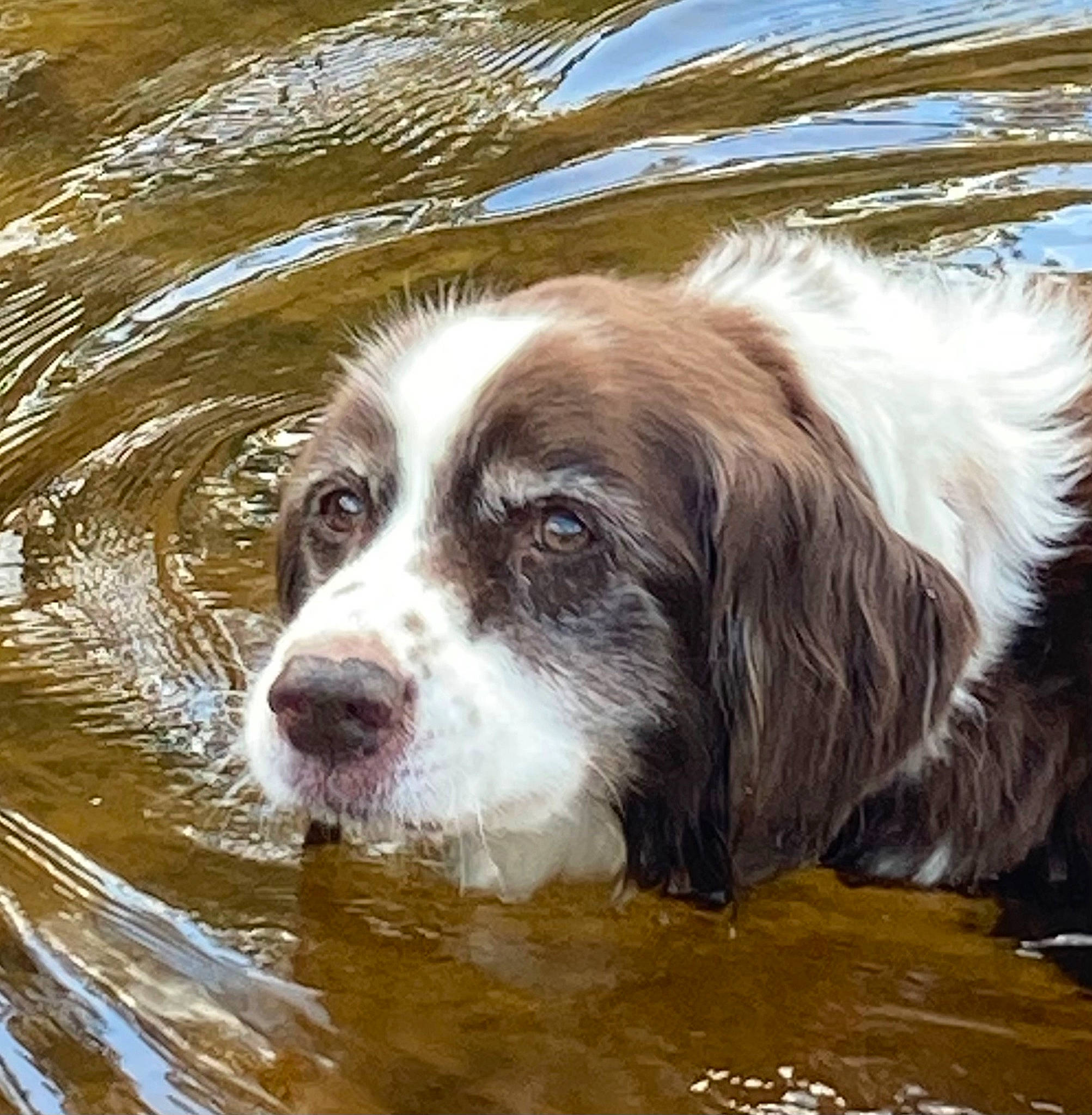 Max is registered to the contest to win money with this photo: canidae, carnivore, companion_dog, dog, dog_breed, fur, gun_dog, herding_dog, hunting_dog, liquid, liver, snout, sporting_group, terrestrial_animal, water, whiskers, working_animal, working_dog