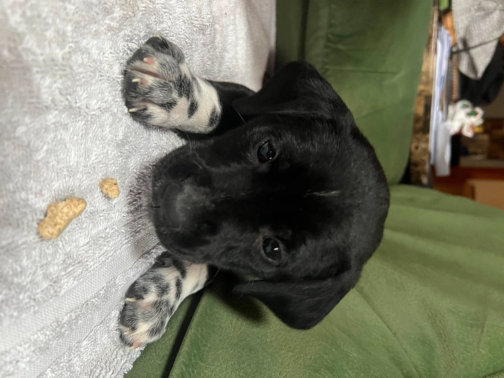 Stella And Moose joined the competition — help win amazing prizes! black_cat, carnivore, cat, comfort, companion_dog, dog_breed, domestic_short_haired_cat, felidae, fur, grey, non_sporting_group, paw, small_to_medium_sized_cats, snout, sporting_group, tail, terrestrial_animal, whiskers