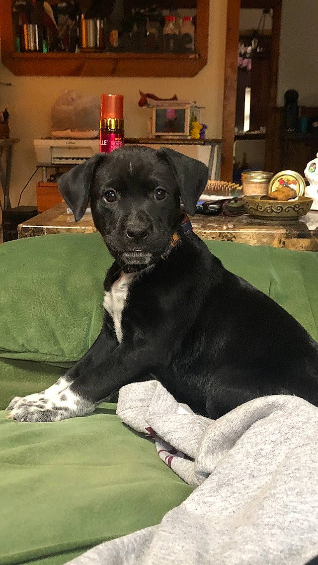 Stella And Moose is registered to the contest to win money with this photo: bookcase, borador, canidae, carnivore, chair, comfort, companion_dog, dog, dog_breed, fur, gun_dog, houseplant, lamp, non_sporting_group, picture_frame, snout, sporting_group, terrestrial_animal, whiskers, working_animal