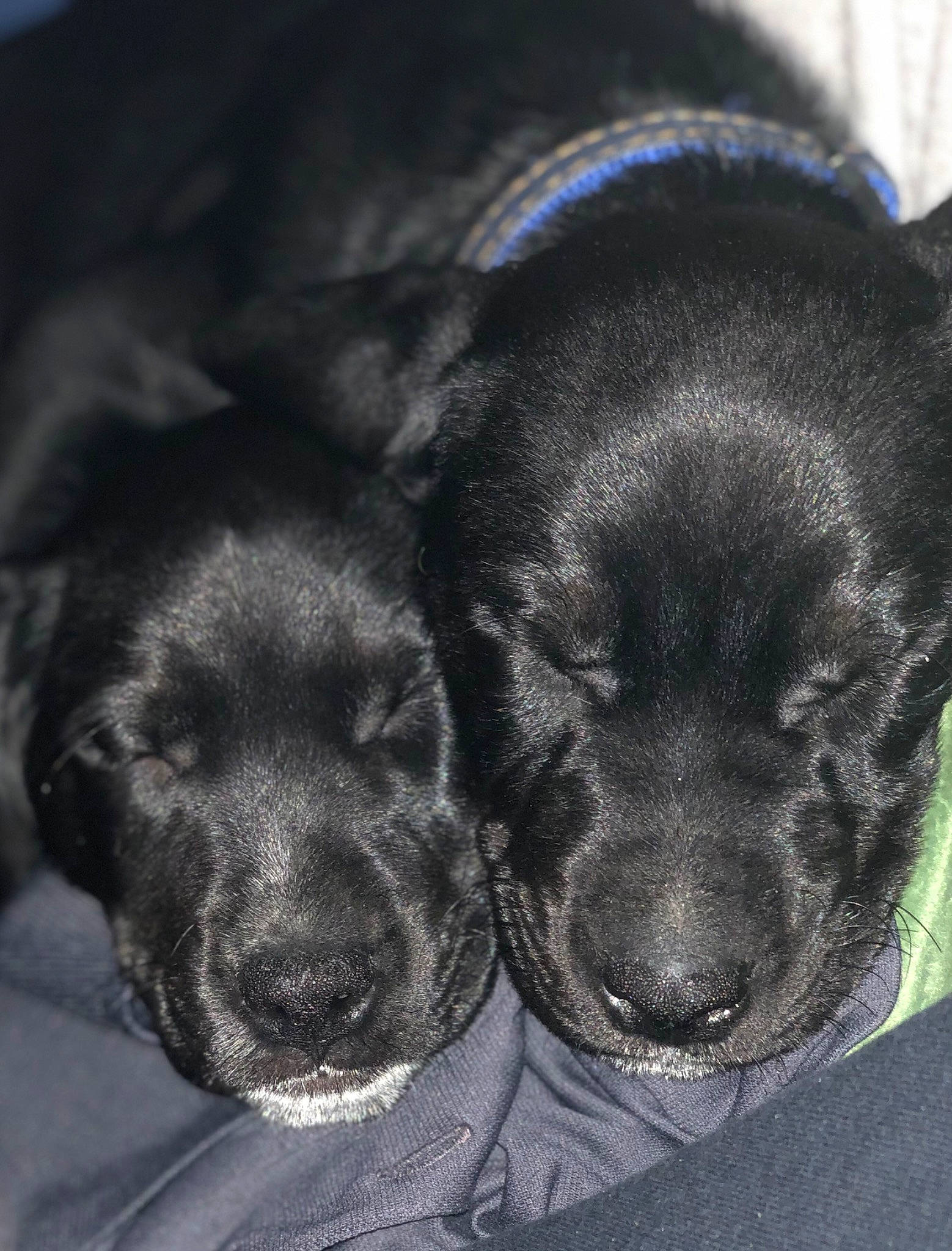 Stella And Moose is registered to the contest to win money with this photo: borador, canidae, carnivore, comfort, companion_dog, dog, dog_breed, electric_blue, foot, fur, liver, paw, snout, sporting_group, terrestrial_animal, whiskers, working_animal