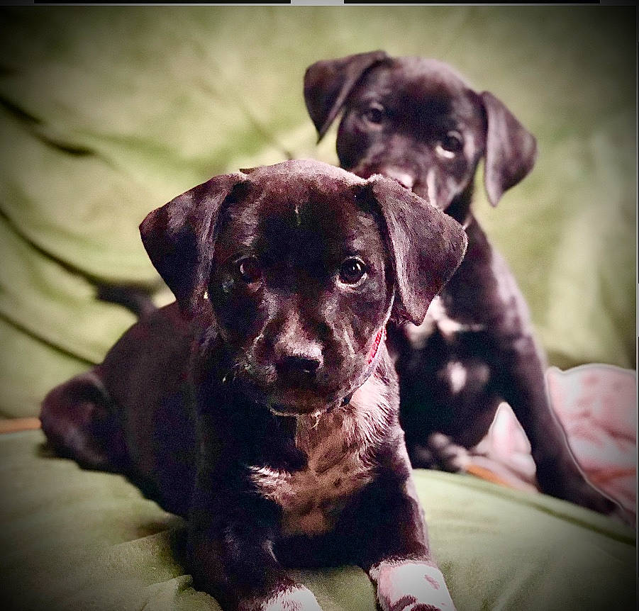 Stella And Moose joined the competition — help win amazing prizes! borador, canidae, carnivore, companion_dog, dog, dog_breed, dog_collar, fur, hunting_dog, liver, metal, puppy, snout, sporting_group, square, whiskers, working_animal