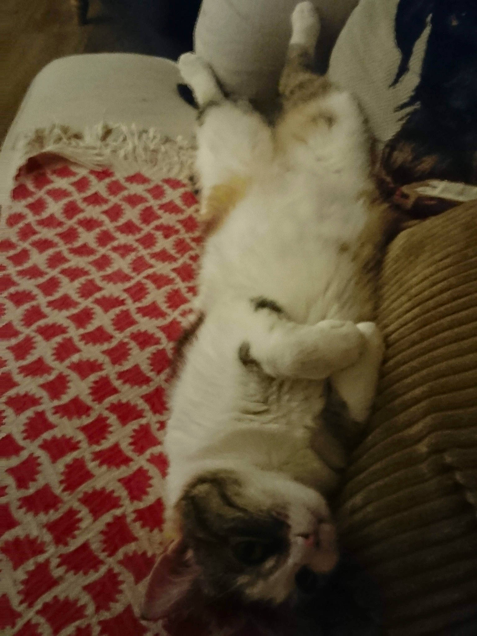 Princesse participe au concours pour gagner de l'argent avec cette photo : canidae, carnivore, cat, comfort, companion_dog, dog_breed, domestic_short_haired_cat, fawn, felidae, flooring, fur, nap, paw, puppy, sleep, small_to_medium_sized_cats, snout, sporting_group, tail, whiskers