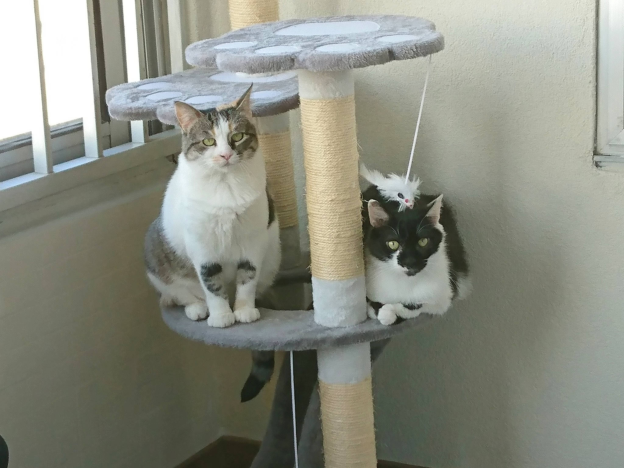 Princesse participe au concours pour gagner de l'argent avec cette photo : animal_shelter, carnivore, cat, cat_furniture, cat_supply, chair, domestic_short_haired_cat, felidae, fur, houseplant, pet_supply, plant, room, shelf, small_to_medium_sized_cats, tail, whiskers, window, wood