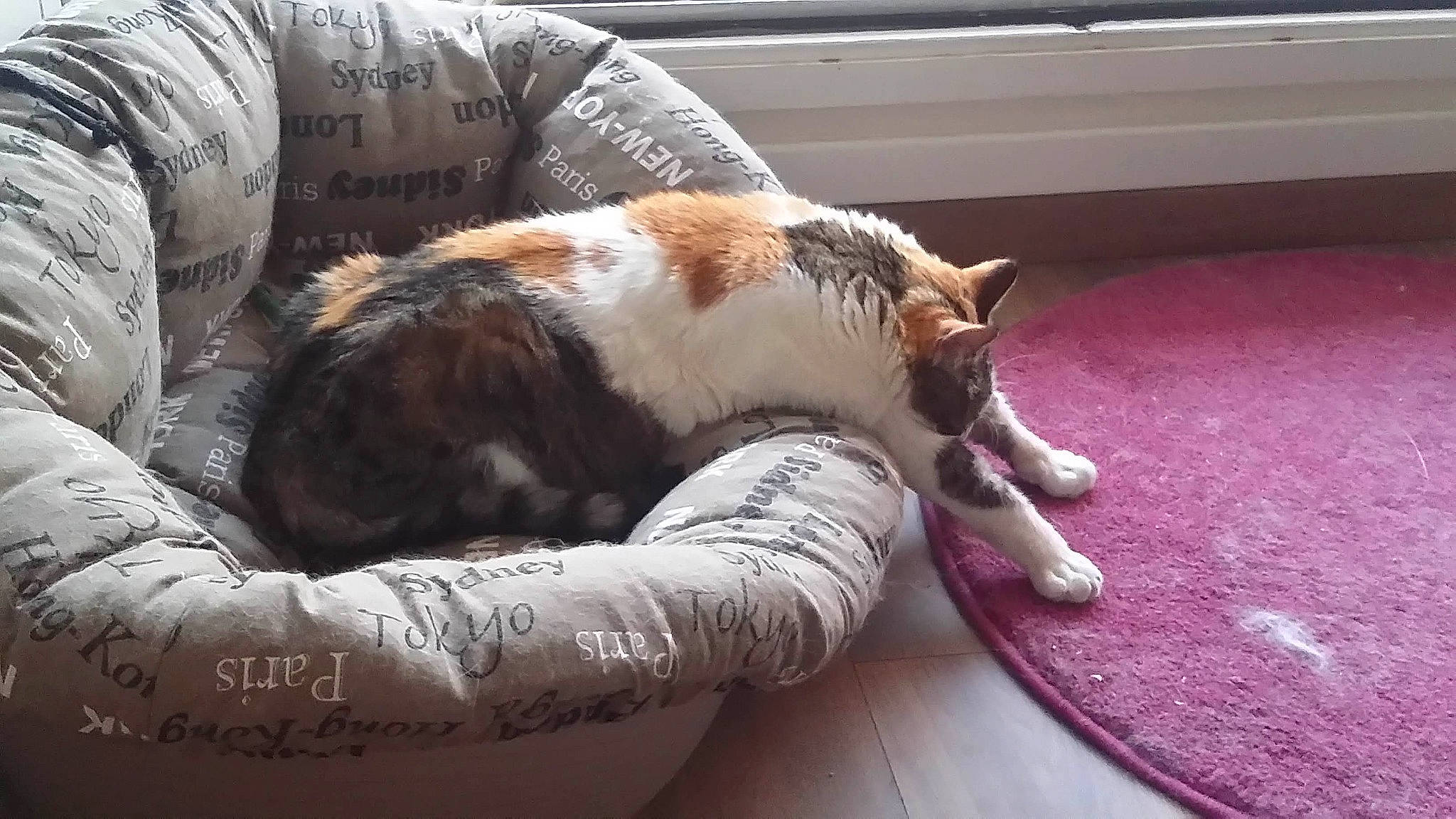 Princesse a rejoint le concours — aidez-le/la à gagner de superbes lots ! bored, canidae, carnivore, cat, cat_supply, claw, comfort, companion_dog, dog_breed, domestic_short_haired_cat, fawn, felidae, fur, small_to_medium_sized_cats, snout, sporting_group, tail, terrestrial_animal, whiskers, wood