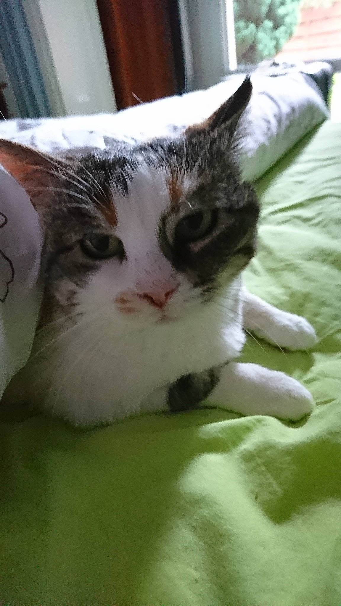 Princesse participe au concours pour gagner de l'argent avec cette photo : carnivore, cat, claw, comfort, domestic_short_haired_cat, eye, felidae, fur, grass, head, paw, plant, small_to_medium_sized_cats, snout, tail, tree, whiskers, window