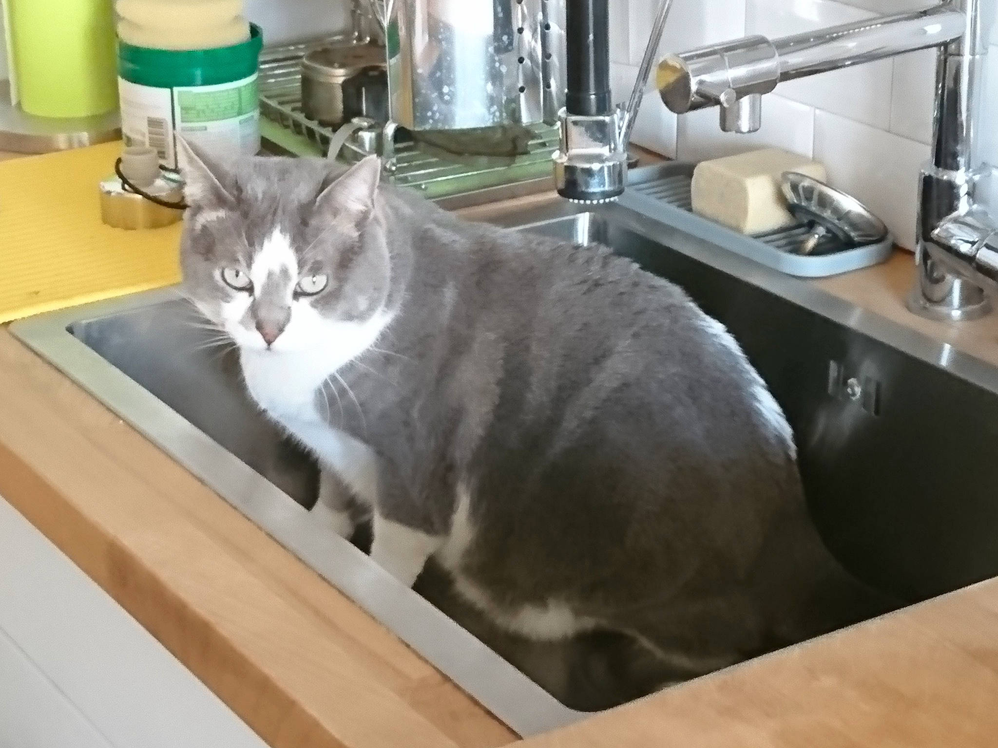 Cloverfield a rejoint le concours — aidez-le/la à gagner de superbes lots ! cabinetry, carnivore, cat, cooking, countertop, domestic_short_haired_cat, felidae, fur, kitchen, kitchen_appliance, major_appliance, pet_supply, plumbing_fixture, room, sink, small_to_medium_sized_cats, table, tail, tap, whiskers