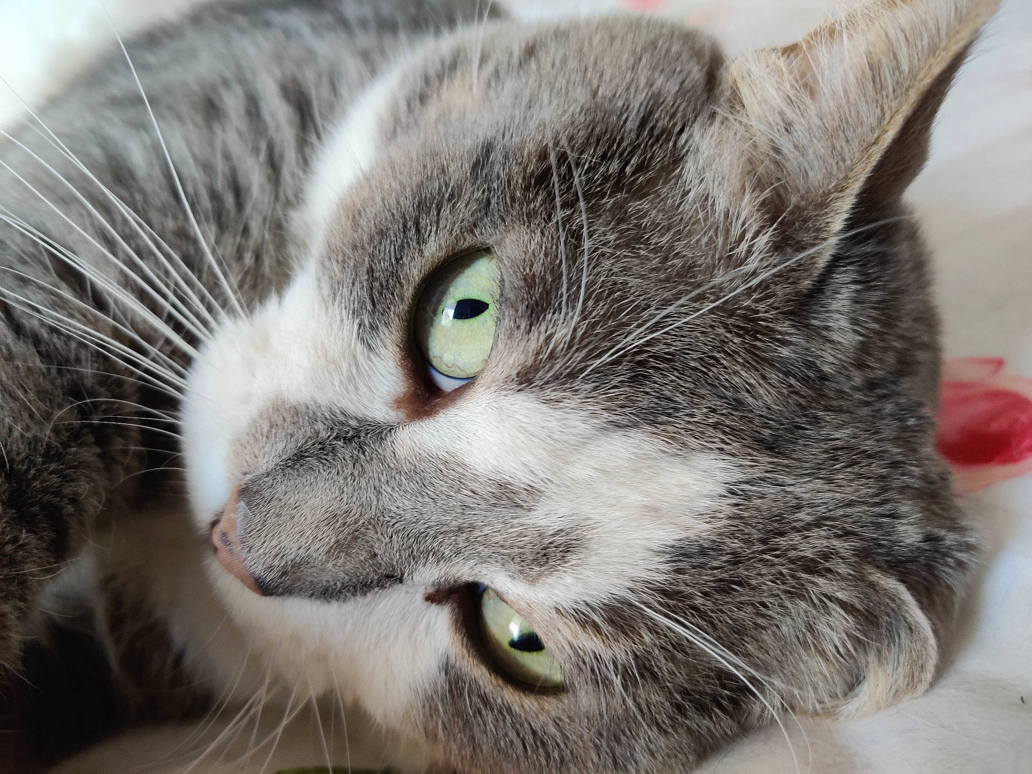 Cloverfield participe au concours pour gagner de l'argent avec cette photo : carnivore, cat, close_up, domestic_short_haired_cat, felidae, fur, paw, small_to_medium_sized_cats, snout, whiskers, window