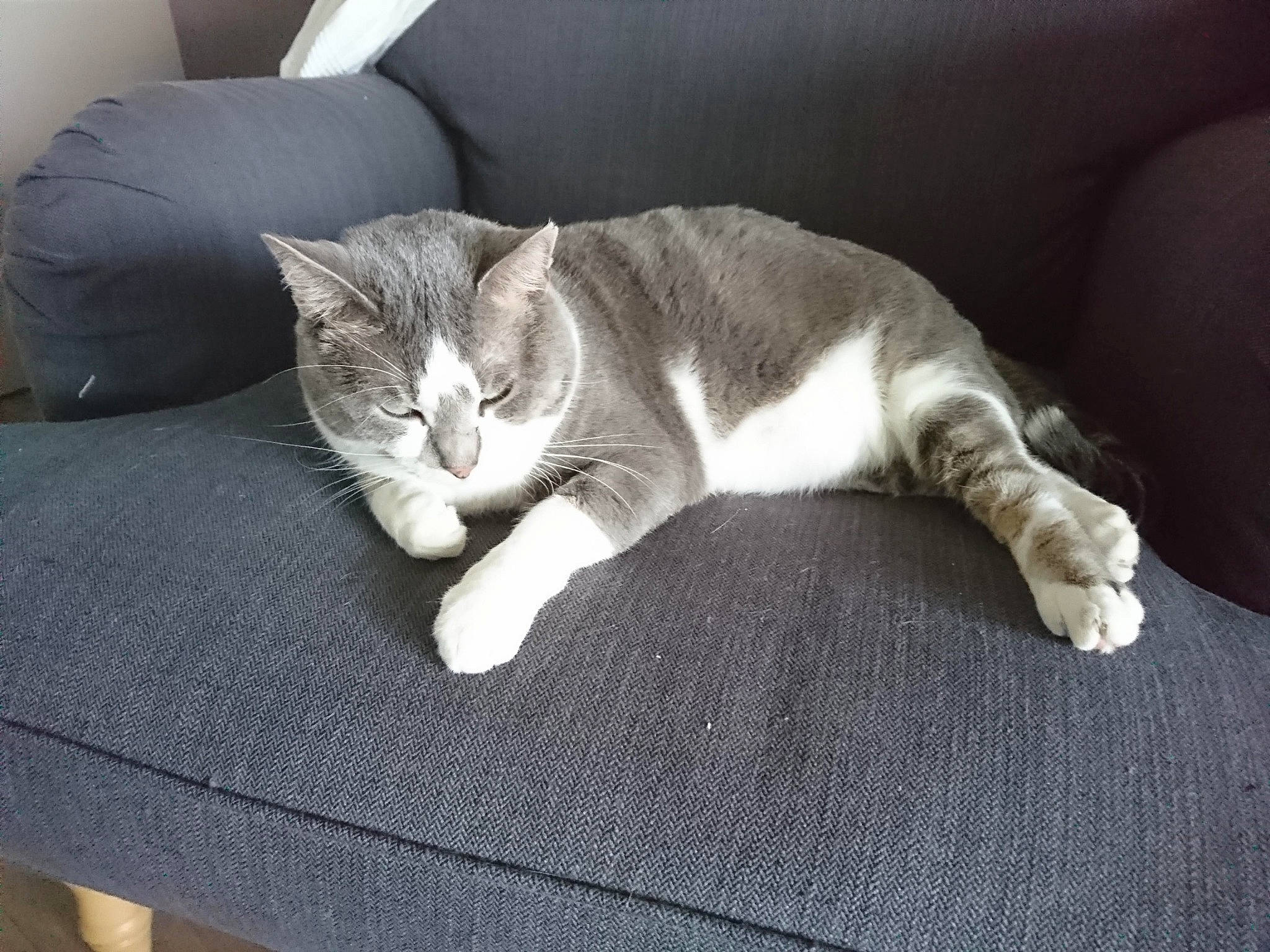Cloverfield participe au concours pour gagner de l'argent avec cette photo : carnivore, cat, claw, comfort, couch, domestic_short_haired_cat, felidae, fur, grey, hardwood, linens, nap, paw, sitting, small_to_medium_sized_cats, snout, tail, whiskers, window, wood