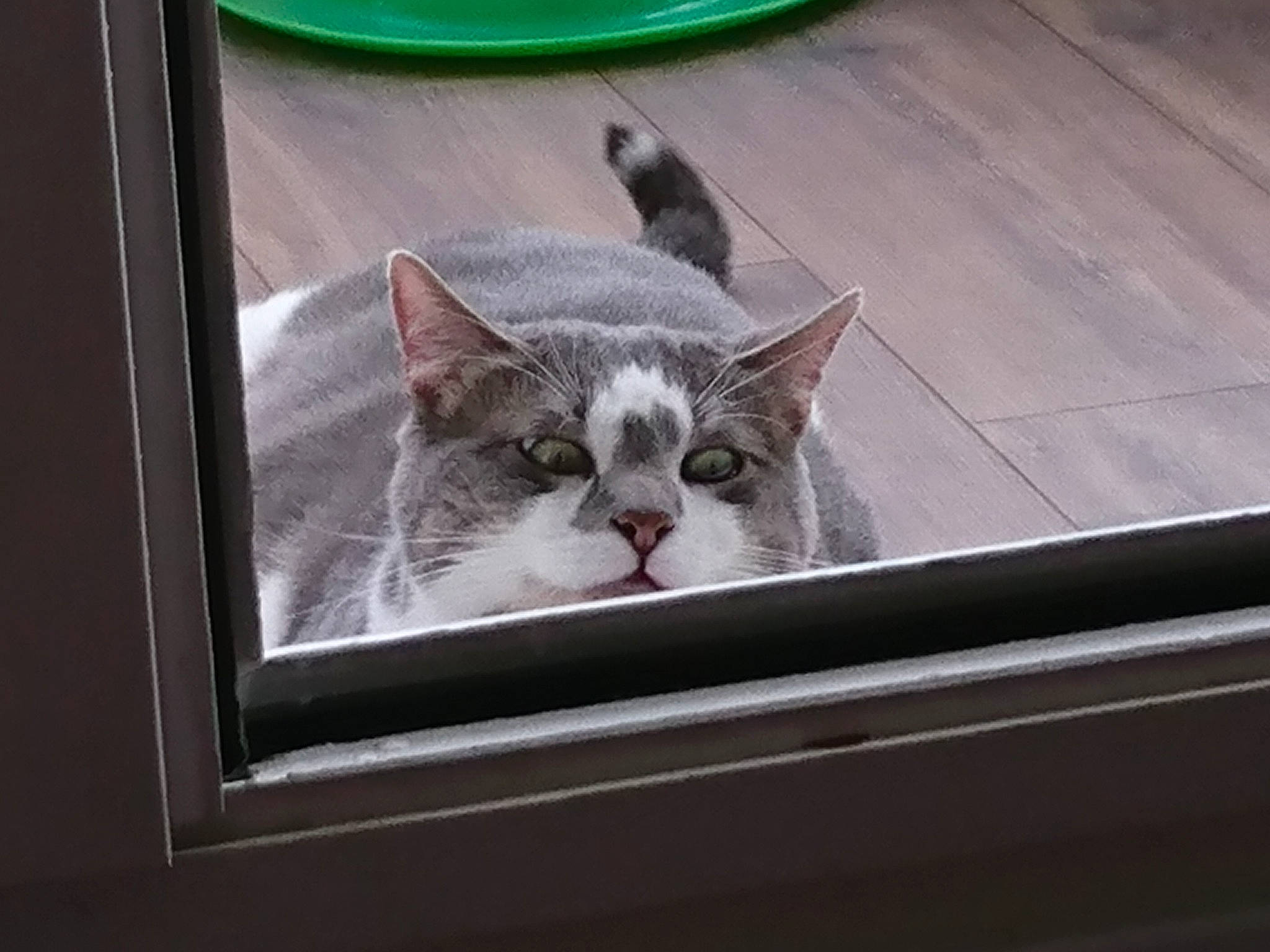 Cloverfield participe au concours pour gagner de l'argent avec cette photo : carnivore, cat, domestic_short_haired_cat, felidae, flooring, fur, metal, paw, small_to_medium_sized_cats, snout, tail, whiskers, window, wood