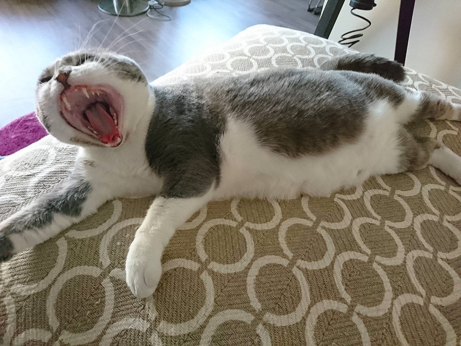 Cloverfield a rejoint le concours — aidez-le/la à gagner de superbes lots ! carnivore, cat, claw, comfort, dog_breed, domestic_short_haired_cat, felidae, floor, flooring, foot, fur, grey, paw, small_to_medium_sized_cats, snout, sporting_group, tail, terrestrial_animal, whiskers, yawn