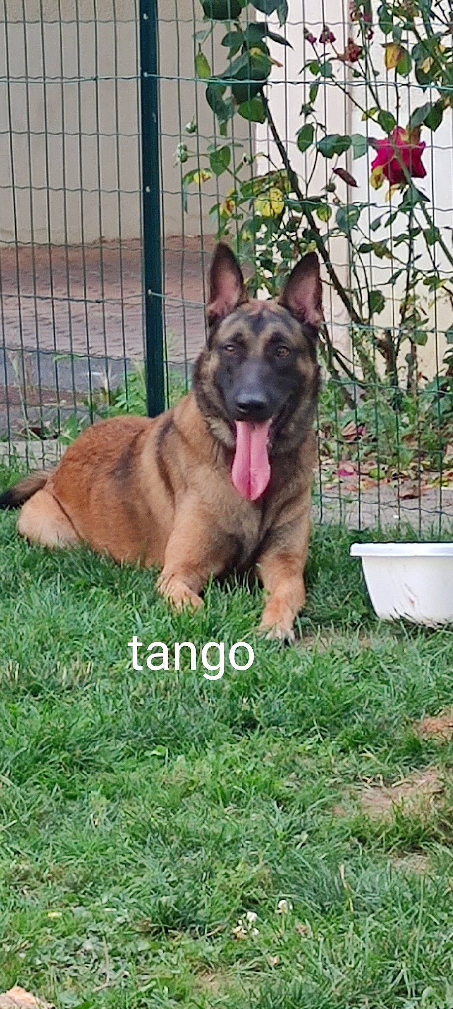Tango