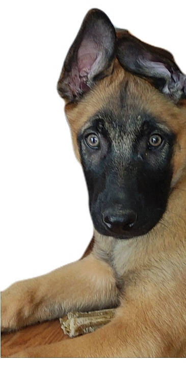 Tango a rejoint le concours — aidez-le/la à gagner de superbes lots ! canidae, carnivore, companion_dog, dog, dog_breed, ear, eye, fawn, fur, german_shepherd_dog, guard_dog, old_german_shepherd_dog, puppy, snout, sporting_group, street_dog, terrestrial_animal, toy_dog, whiskers, working_dog