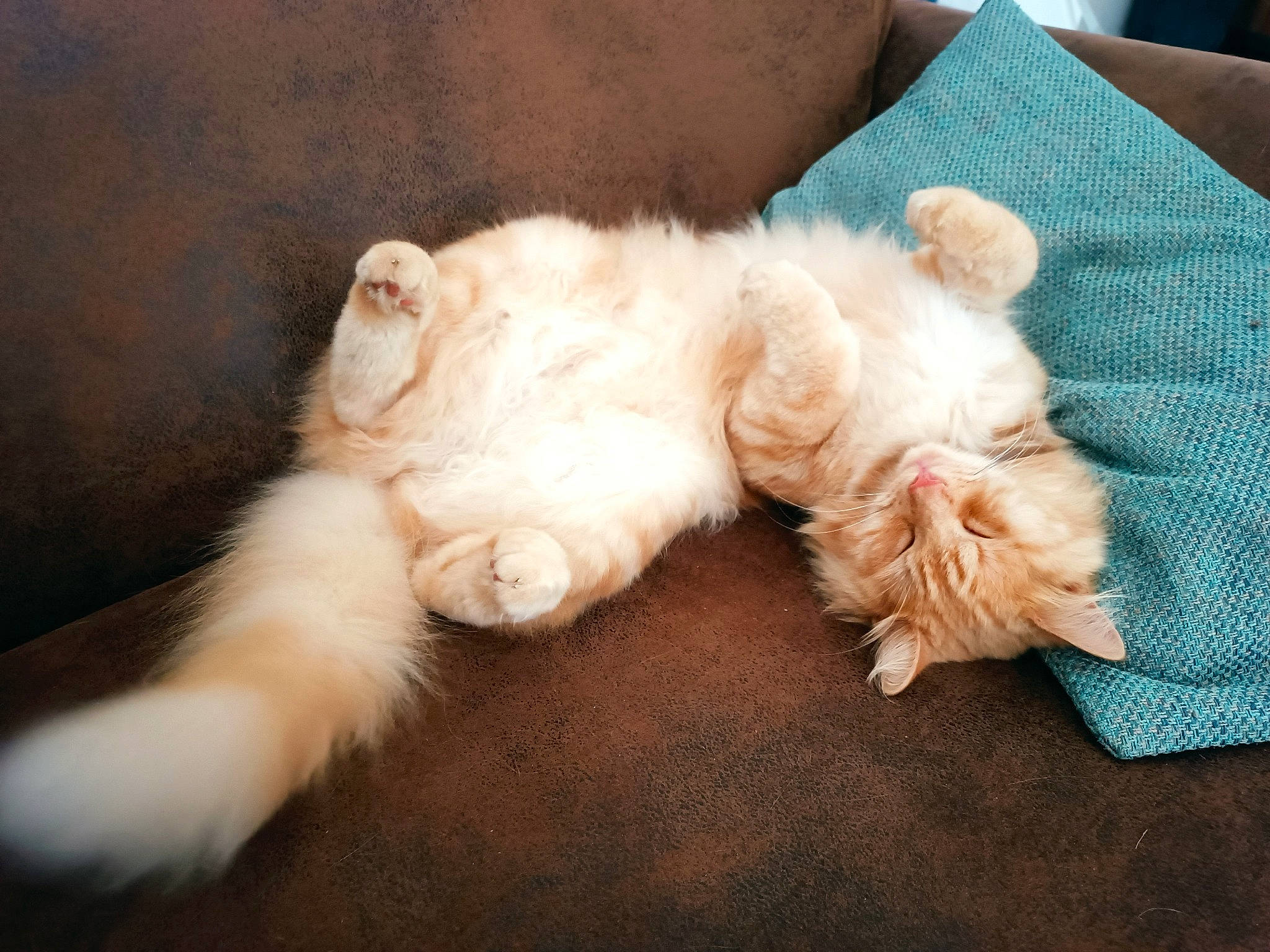 Dobby participe au concours pour gagner de l'argent avec cette photo : canidae, carnivore, cat, claw, comfort, companion_dog, dog_breed, fawn, felidae, fur, nap, paw, puppy, small_to_medium_sized_cats, snout, sporting_group, tail, terrier, toy_dog, whiskers